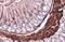 Actin Alpha 2, Smooth Muscle antibody, NBP1-30894, Novus Biologicals, Immunohistochemistry paraffin image 