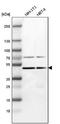 G3BP Stress Granule Assembly Factor 2 antibody, NBP1-82976, Novus Biologicals, Western Blot image 