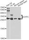 Glycophorin C (Gerbich Blood Group) antibody, MBS127193, MyBioSource, Western Blot image 