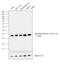 Di-Methyl-Histone H3 antibody, 49-1007, Invitrogen Antibodies, Western Blot image 