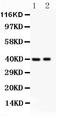Interferon Regulatory Factor 4 antibody, LS-C344072, Lifespan Biosciences, Western Blot image 