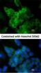 Lipoprotein Lipase antibody, NBP1-32215, Novus Biologicals, Immunocytochemistry image 
