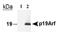 Cyclin-dependent kinase inhibitor 2A, isoforms 1/2/3 antibody, MA1-16665, Invitrogen Antibodies, Western Blot image 