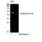 SMAD Family Member 3 antibody, LS-C381350, Lifespan Biosciences, Western Blot image 