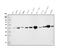 Isocitrate Dehydrogenase (NADP(+)) 2, Mitochondrial antibody, M00510-2, Boster Biological Technology, Western Blot image 
