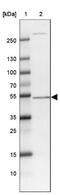 Metalloreductase STEAP3 antibody, NBP2-13395, Novus Biologicals, Western Blot image 