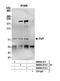 RNA polymerase II-associated factor 1 homolog antibody, NB600-274, Novus Biologicals, Western Blot image 
