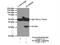 ELMO Domain Containing 2 antibody, 13027-1-AP, Proteintech Group, Immunoprecipitation image 