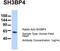 SH3 Domain Binding Protein 4 antibody, TA334546, Origene, Western Blot image 