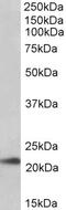 POU Class 5 Homeobox 1 antibody, 42-580, ProSci, Enzyme Linked Immunosorbent Assay image 