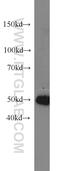 Paired Box 8 antibody, 21383-1-AP, Proteintech Group, Western Blot image 