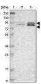 Transcription initiation factor TFIID subunit 5 antibody, PA5-52300, Invitrogen Antibodies, Western Blot image 