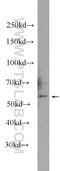 Ribosomal Protein S6 Kinase Like 1 antibody, 24757-1-AP, Proteintech Group, Western Blot image 