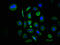 MAP3K7 C-Terminal Like antibody, LS-C371090, Lifespan Biosciences, Immunofluorescence image 