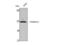 Proteasome 26S Subunit, Non-ATPase 12 antibody, STJ95252, St John