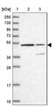 KNOP1 antibody, PA5-59418, Invitrogen Antibodies, Western Blot image 