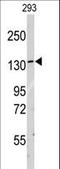 Leucyl-TRNA Synthetase antibody, LS-C100610, Lifespan Biosciences, Western Blot image 