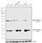 TNF Receptor Superfamily Member 25 antibody, 711309, Invitrogen Antibodies, Western Blot image 