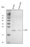 Cathelicidin Antimicrobial Peptide antibody, A05475-1, Boster Biological Technology, Western Blot image 