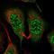 G Protein Subunit Beta 5 antibody, HPA044198, Atlas Antibodies, Immunofluorescence image 