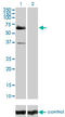 Raf-1 Proto-Oncogene, Serine/Threonine Kinase antibody, LS-C198056, Lifespan Biosciences, Western Blot image 