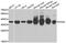 Pyridoxal kinase antibody, abx005127, Abbexa, Western Blot image 