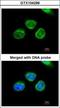 Aflatoxin B1 aldehyde reductase member 2 antibody, GTX104299, GeneTex, Immunocytochemistry image 