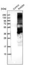 Cell cycle checkpoint control protein RAD9A antibody, NBP1-87163, Novus Biologicals, Western Blot image 