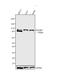 RalA Binding Protein 1 antibody, MA1-035, Invitrogen Antibodies, Western Blot image 