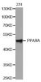 Peroxisome Proliferator Activated Receptor Alpha antibody, MBS128028, MyBioSource, Western Blot image 