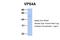 Vacuolar Protein Sorting 4 Homolog A antibody, 26-947, ProSci, Western Blot image 