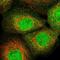 Zinc Finger Protein 213 antibody, NBP1-84386, Novus Biologicals, Immunocytochemistry image 