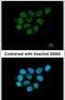 Ariadne RBR E3 Ubiquitin Protein Ligase 2 antibody, PA5-28446, Invitrogen Antibodies, Immunofluorescence image 