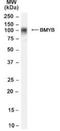 MYB Proto-Oncogene Like 2 antibody, NB100-53779, Novus Biologicals, Western Blot image 