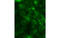 alpha-Tubulin antibody, MBS833243, MyBioSource, Immunofluorescence image 