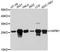 Heat Shock Protein Family B (Small) Member 1 antibody, A10606, ABclonal Technology, Western Blot image 