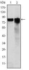 Glycogen Synthase 1 antibody, GTX60390, GeneTex, Western Blot image 
