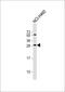 Fibroblast growth factor 18 antibody, 62-377, ProSci, Western Blot image 