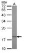 Translocase Of Inner Mitochondrial Membrane 17A antibody, LS-C185968, Lifespan Biosciences, Western Blot image 