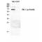 Protein Kinase C Zeta antibody, LS-C380826, Lifespan Biosciences, Western Blot image 