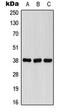 Formyl Peptide Receptor 1 antibody, LS-C352212, Lifespan Biosciences, Western Blot image 