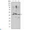 Orthodenticle Homeobox 2 antibody, LS-C812729, Lifespan Biosciences, Western Blot image 