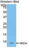 C-C Motif Chemokine Ligand 14 antibody, LS-C297957, Lifespan Biosciences, Western Blot image 