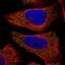 Collagen Type XXII Alpha 1 Chain antibody, HPA024830, Atlas Antibodies, Immunofluorescence image 