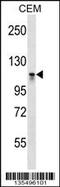 DNA Methyltransferase 3 Alpha antibody, 58-367, ProSci, Western Blot image 