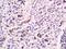 Caspase 14 antibody, orb156275, Biorbyt, Immunohistochemistry paraffin image 