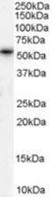 Transmembrane Phosphatase With Tensin Homology antibody, MBS420300, MyBioSource, Western Blot image 