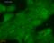 HDJ1 antibody, SMC-145D-FITC, StressMarq, Immunocytochemistry image 