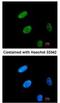 GATA Binding Protein 2 antibody, NBP2-16612, Novus Biologicals, Immunocytochemistry image 