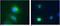 Death Domain Associated Protein antibody, GTX29091, GeneTex, Immunocytochemistry image 